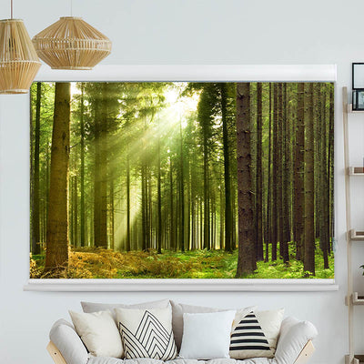 Kassettenrollo Motiv 'Sonnenstrahlen im Wald Panorama'