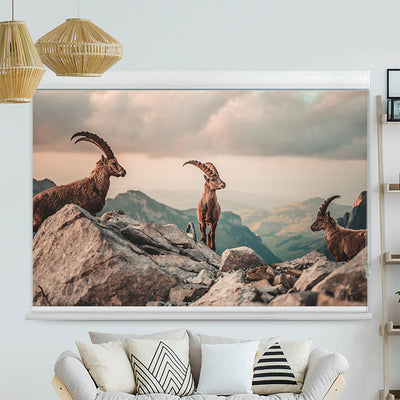 Kassettenrollo Motiv Steinboecke in den Schweizer Alpen