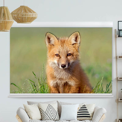 Kassettenrollo Motiv 'Fuchs'