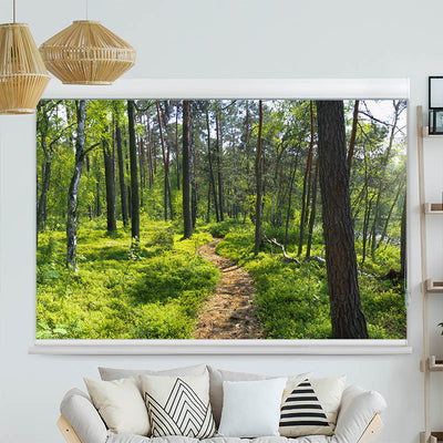 Kassettenrollo Motiv 'Wald Sonnenstrahlen Panorama'