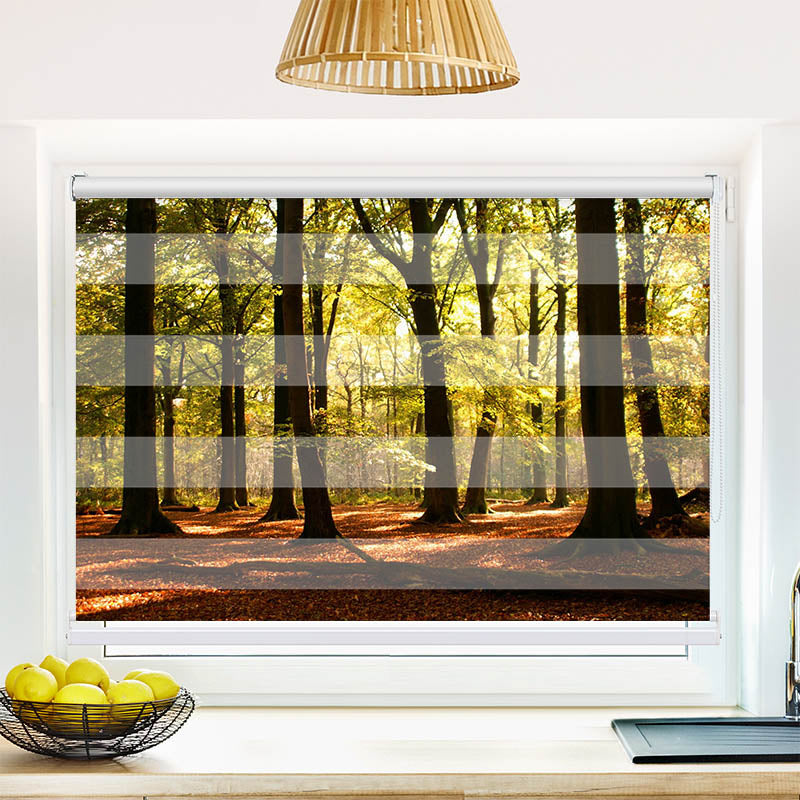 Fotorollo Wald Sonnenstrahlen