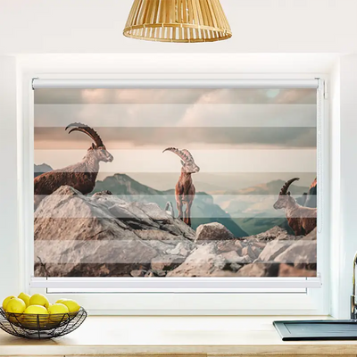 Klemm Doppelrollo Steinböcke In Den Schweizer Alpen