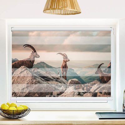 Fotorollo Steinboecke in den Schweizer Alpen