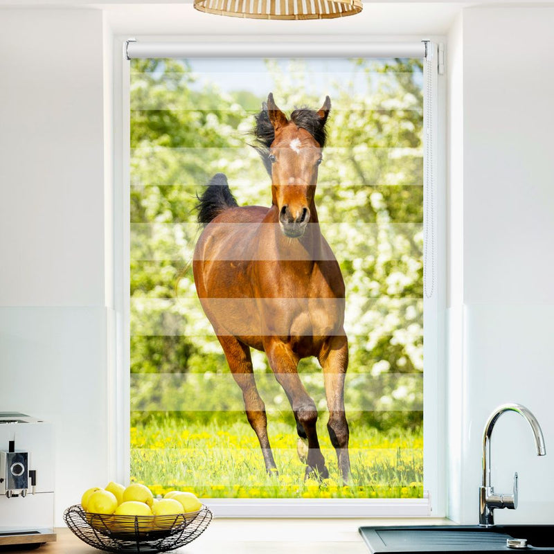 Klemm Doppelrollo "Pferd Wiese" - ohne Bohren - Klemmfix - bis 150 cm Breite - Duo Rollo Fotodruck - La-Melle