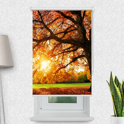 Klemmfix Rollo Baum Herbst Sonnenstrahlen | Motiv-Klemmrollo