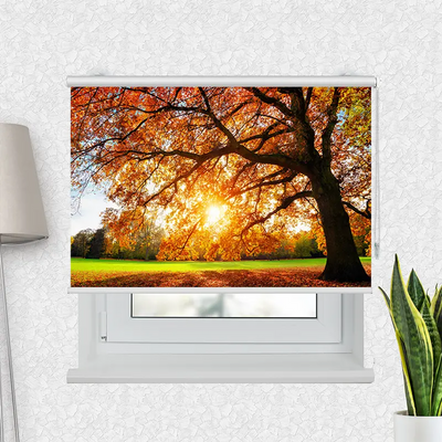 Klemmfix Rollo Baum Herbst Sonnenstrahlen | Motiv-Klemmrollo