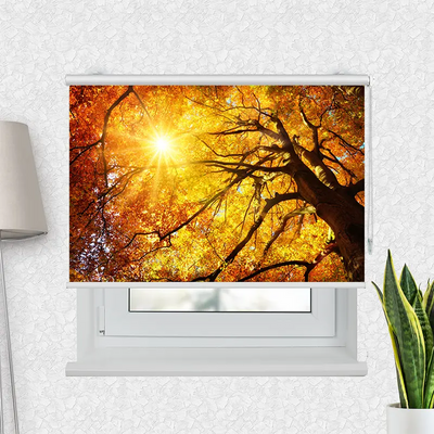 Klemmfix Rollo Baumkrone Herbst Sonnenschein | Motiv-Klemmrollo