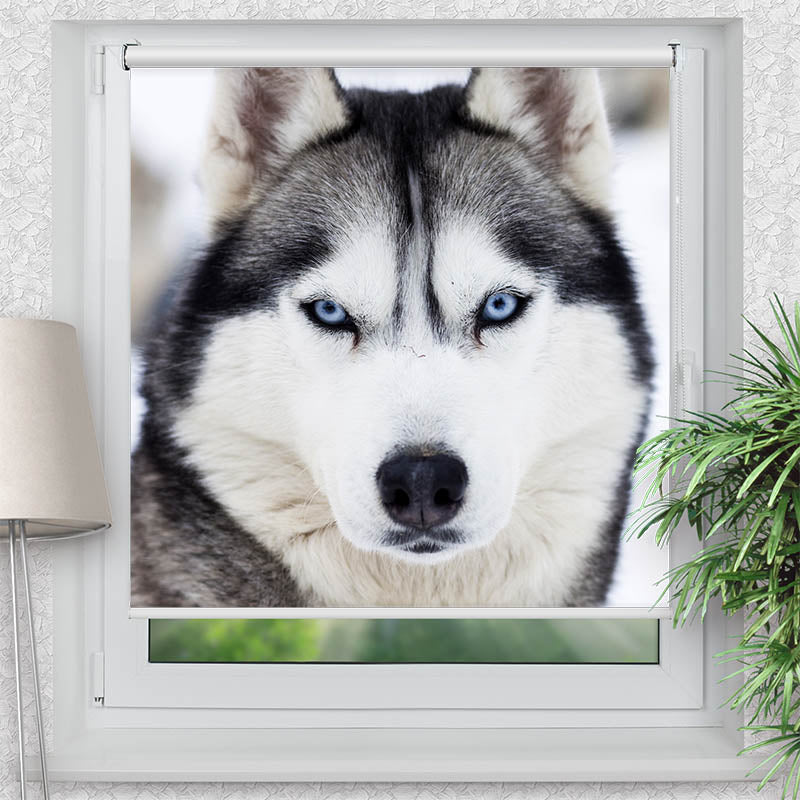 Rollo Motiv "Husky" - ohne bohren - Klemmrollo bis 150 cm Breite - Klemmfix mit Fotodruck - blickdicht - La-Melle