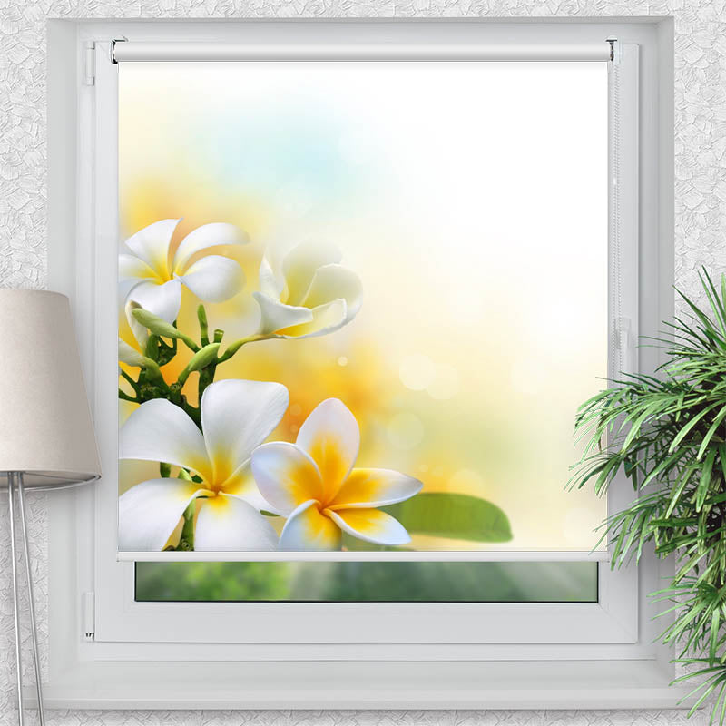 Klemmfix Rollo Frangipani