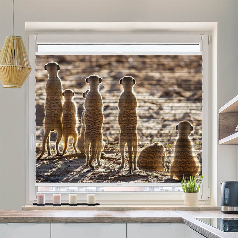 Plissee Motiv "Erdmaennchen"