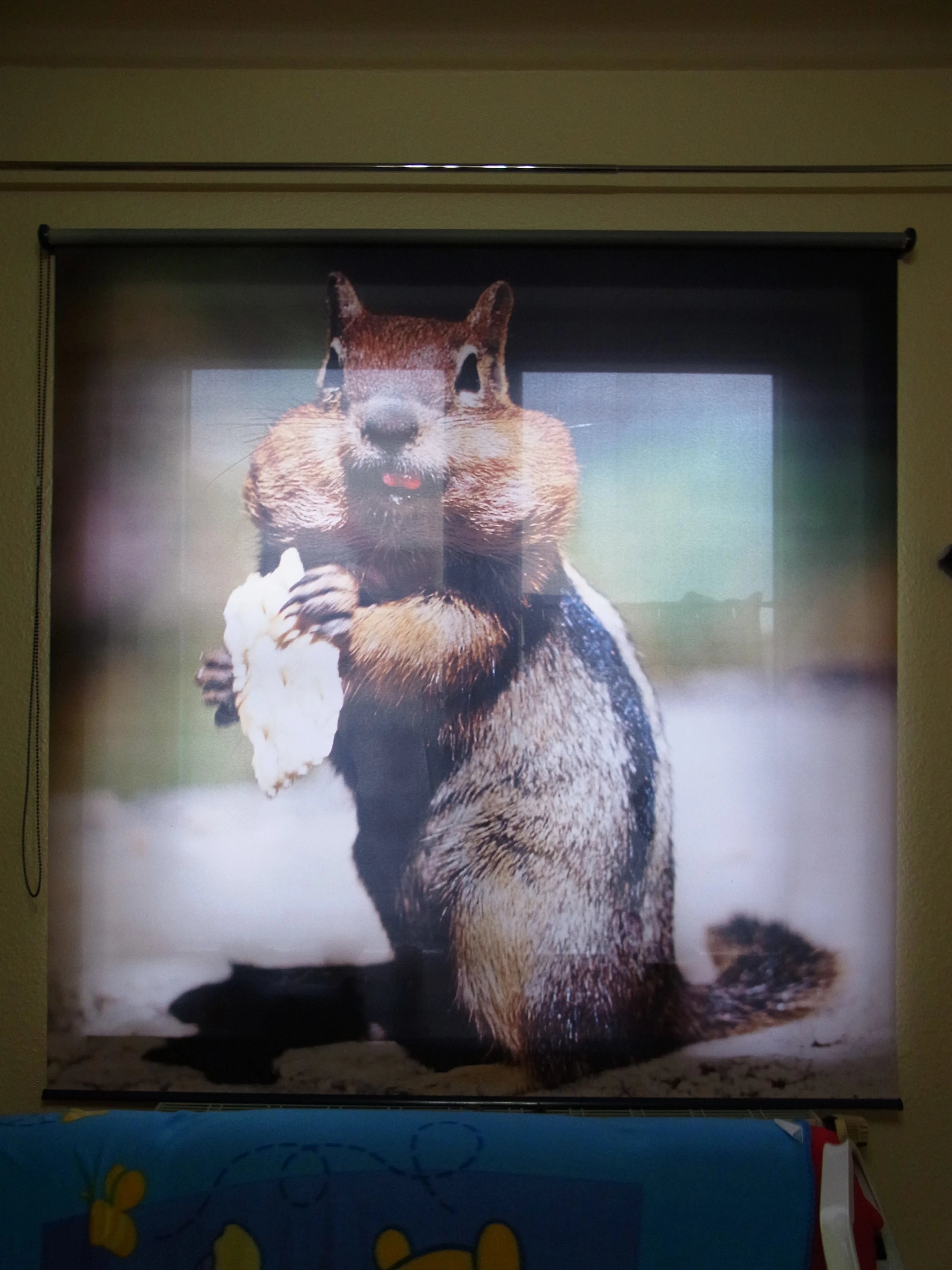mit Tier-Motiv bedrucktes Fotorollo hängt am Fenster und zeigt ein Backenhörnchen