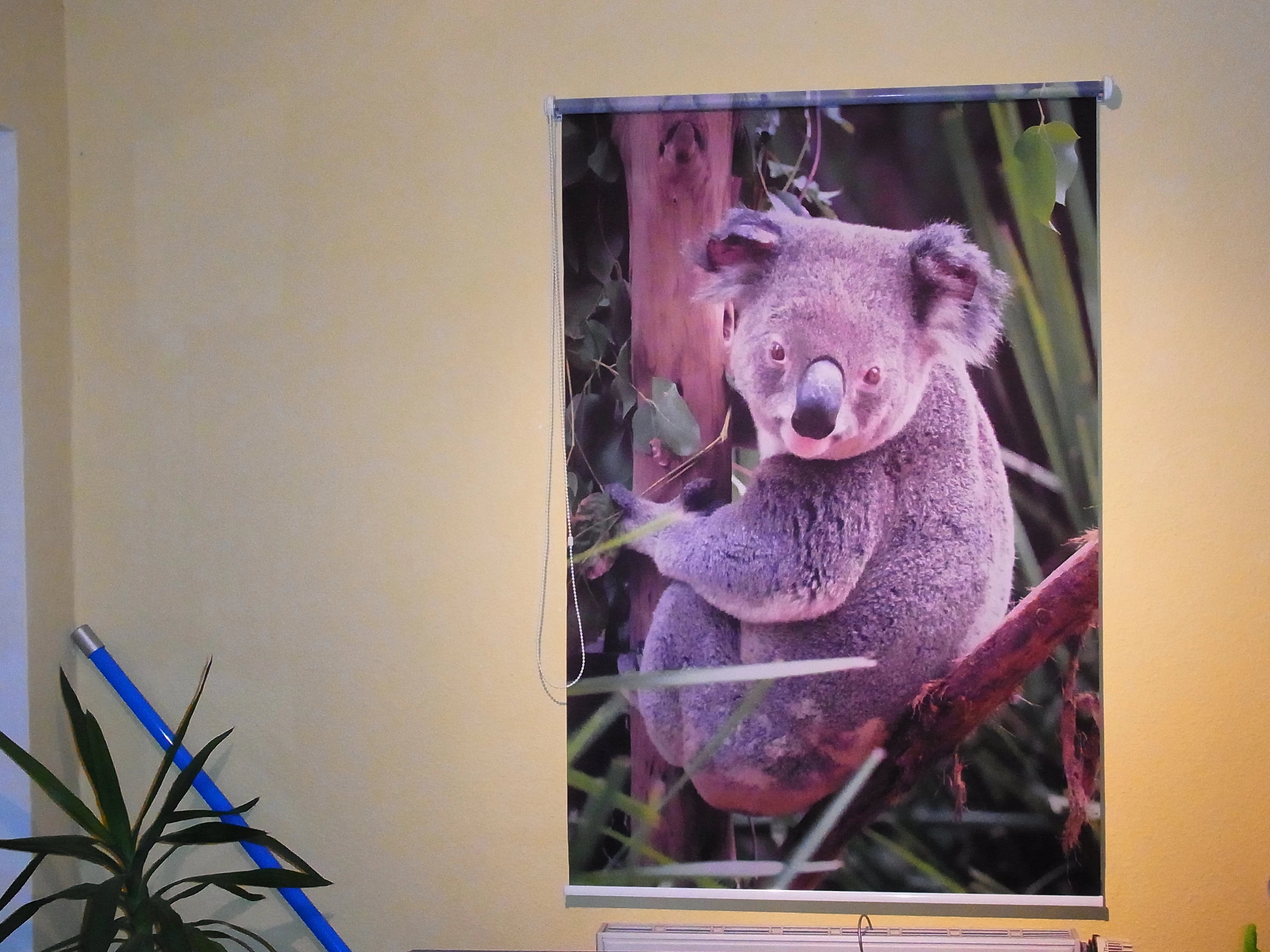 mit Tier-Motiv bedrucktes Foto-Rollo am Fenster, dass einen Koalabär zeigt