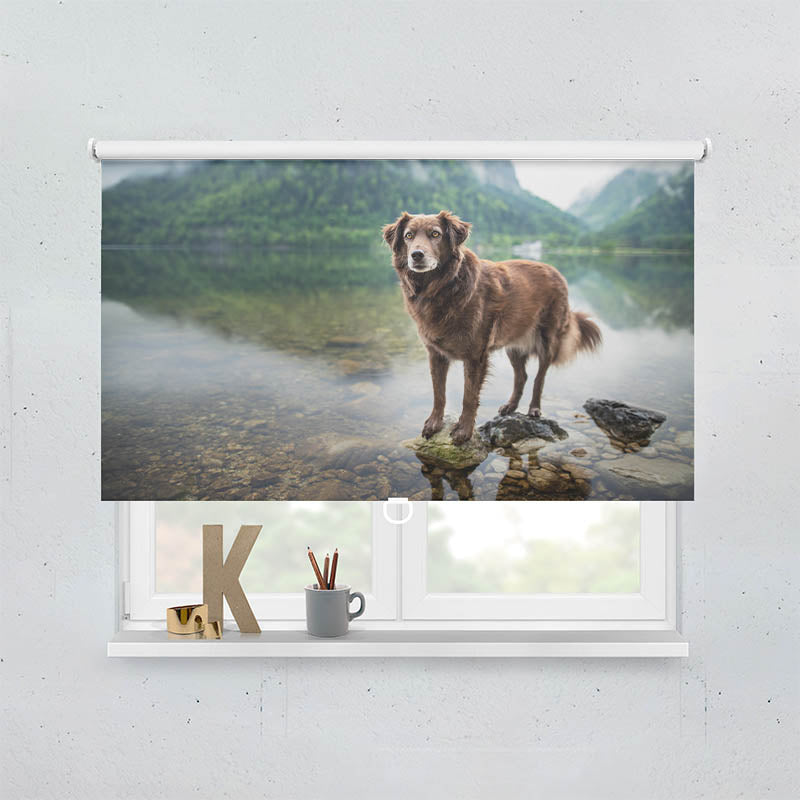 Plissee Motiv Hund am Bergsee