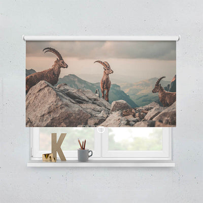 Plissee Motiv Steinboecke in den Schweizer Alpen