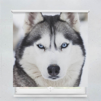 Plissee Motiv Husky