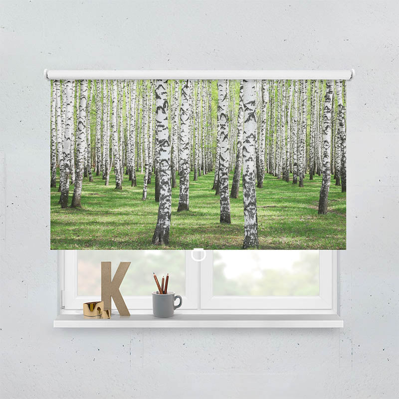Plissee Motiv Birkenwald