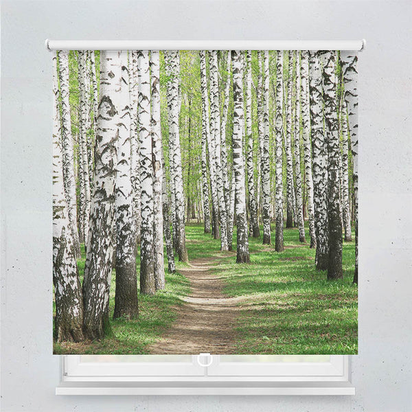 Springrollo Motiv "Birkenwald Weg"