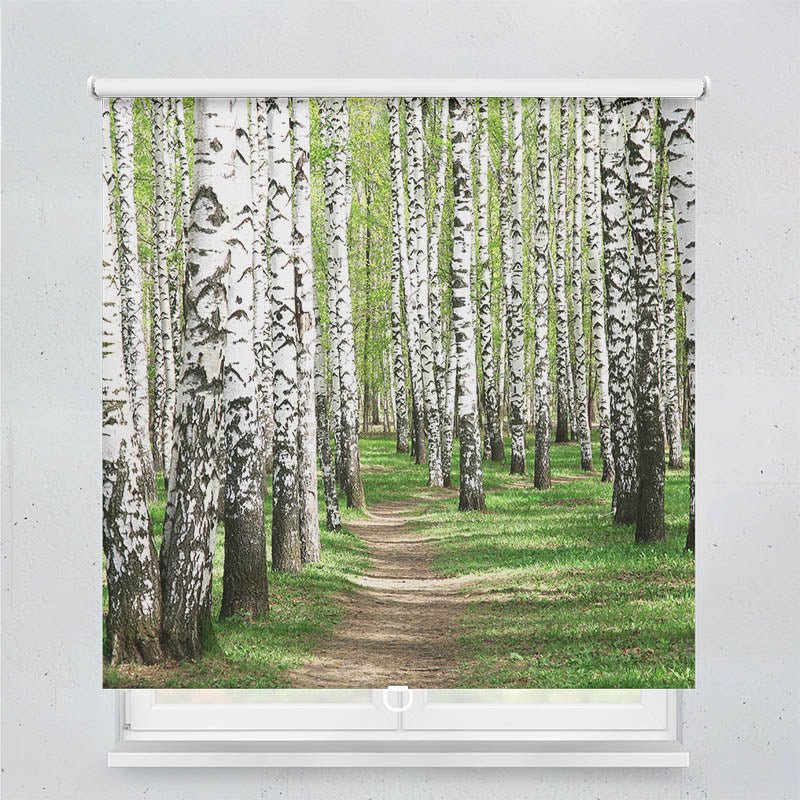 Plissee Motiv Birkenwald Weg