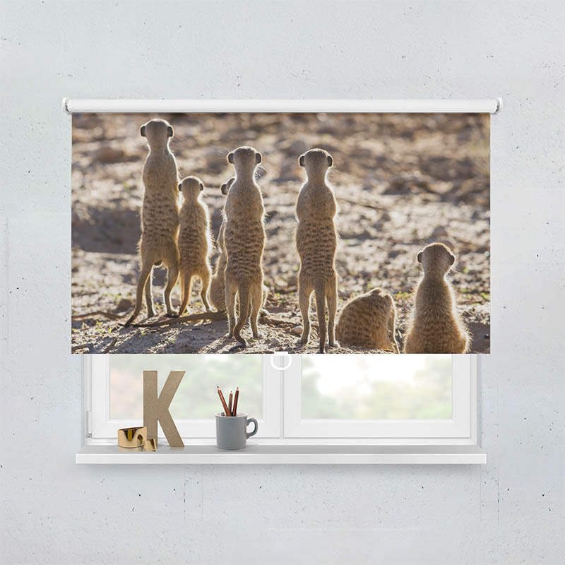 Plissee Motiv Erdmaennchen