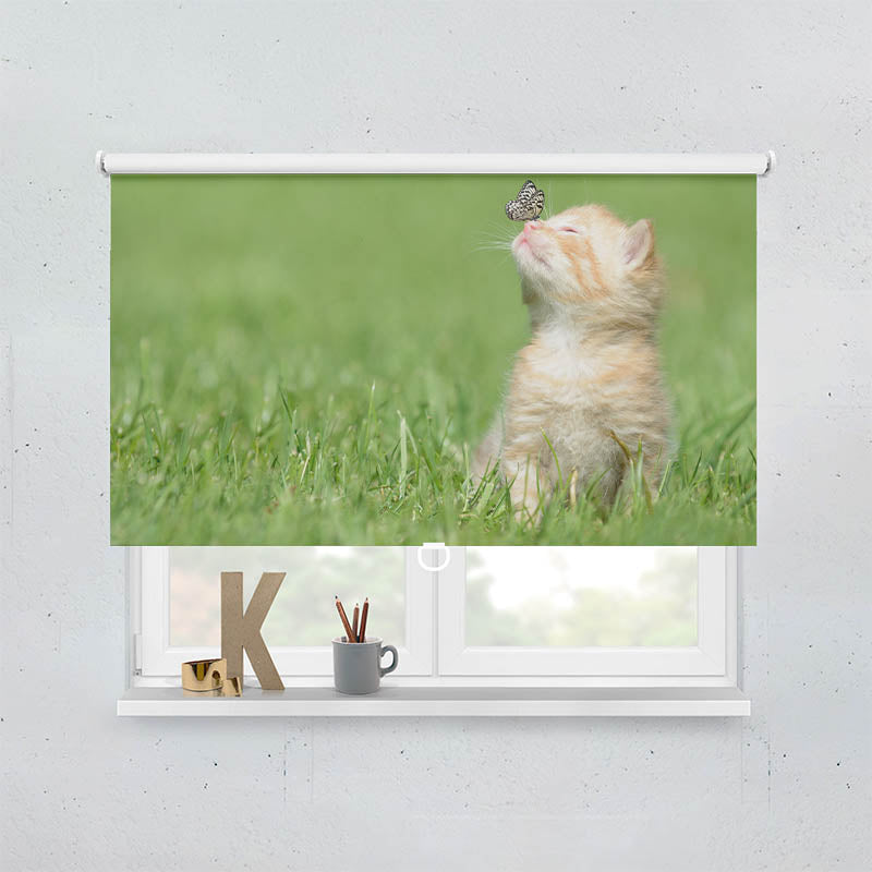 Plissee Motiv Kitten und Schmetterling