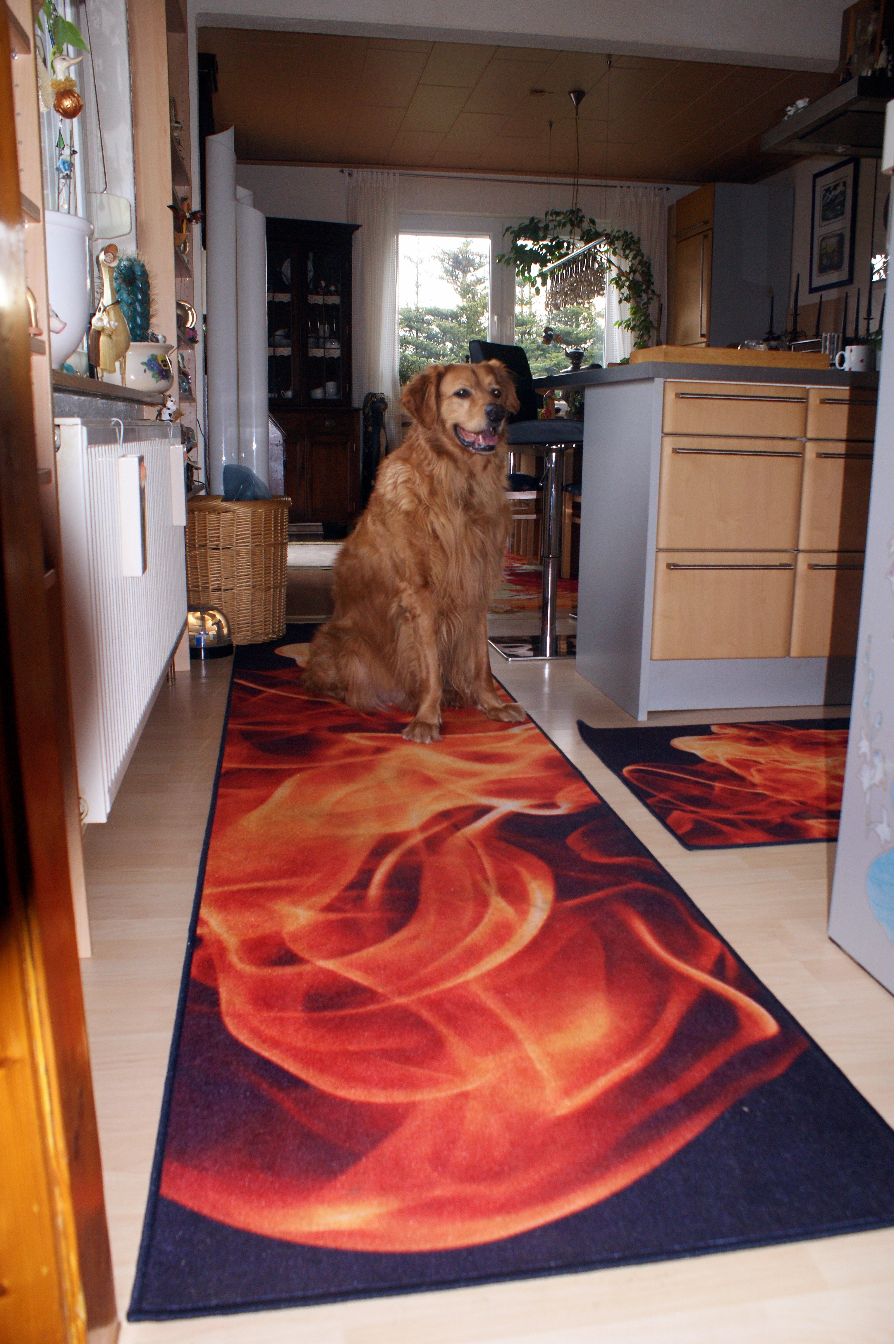 bedruckter Foto-Teppich in der Küche damit der Hund auf dem Boden nicht ausrutscht