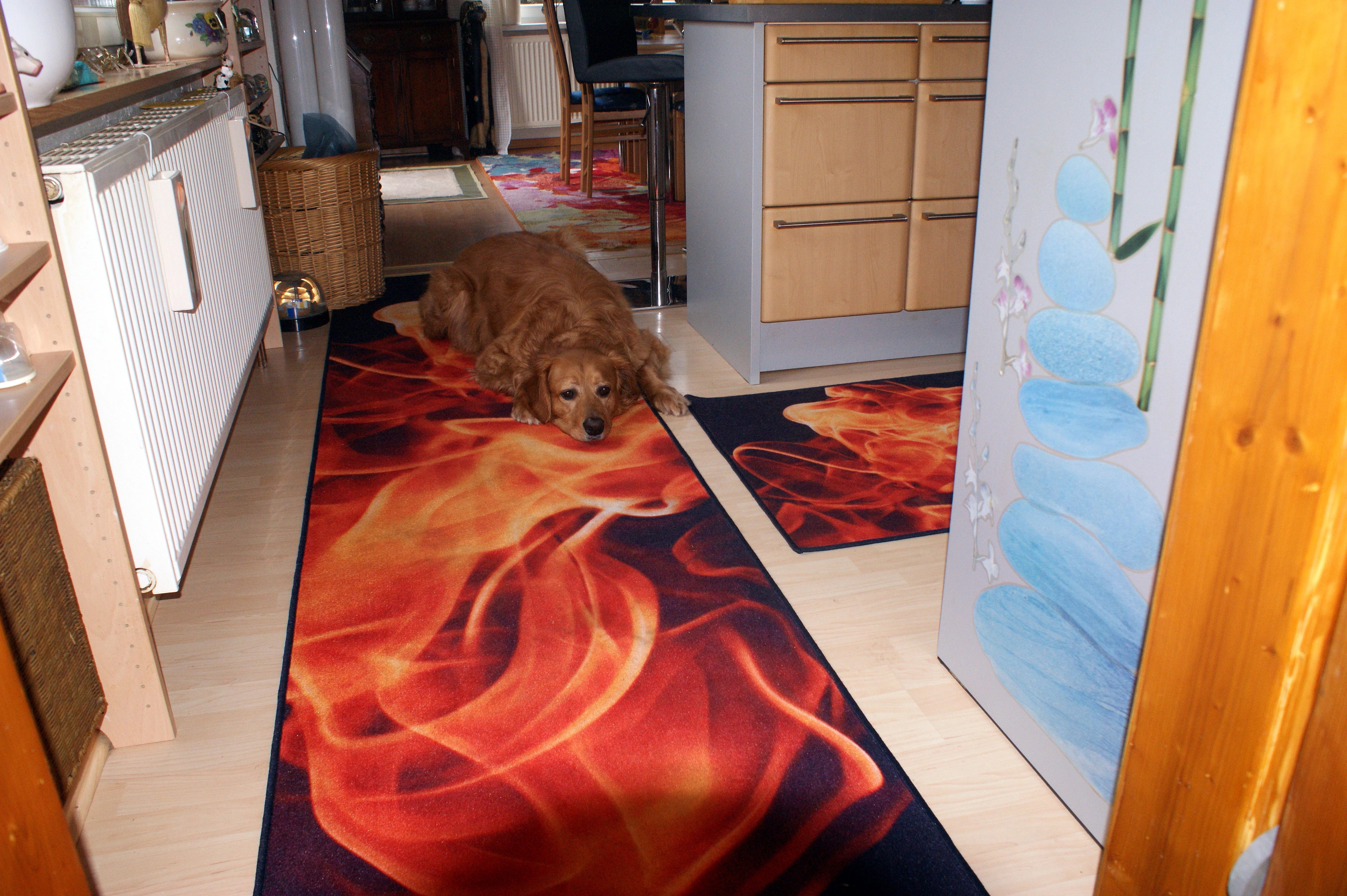 der Hund fühlt sich hier offensichtlich auf dem mit Bild bedruckten Foto-Teppich sprichwörtlich pudelwohl