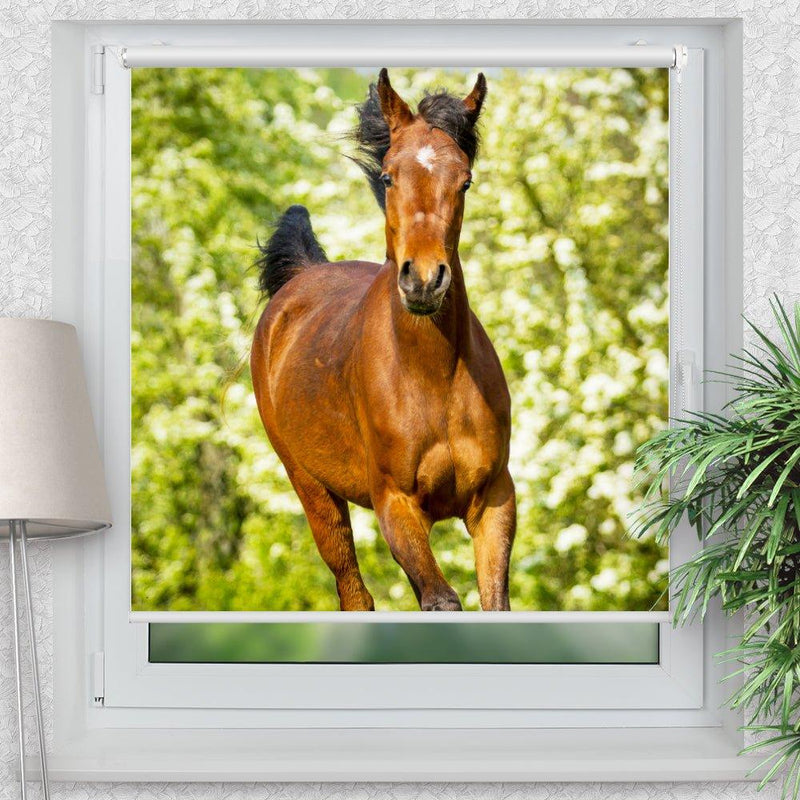 Rollo Motiv "Araber Fohlen" - ohne bohren - Klemmrollo bis 150 cm Breite - Klemmfix mit Fotodruck - blickdicht - La-Melle