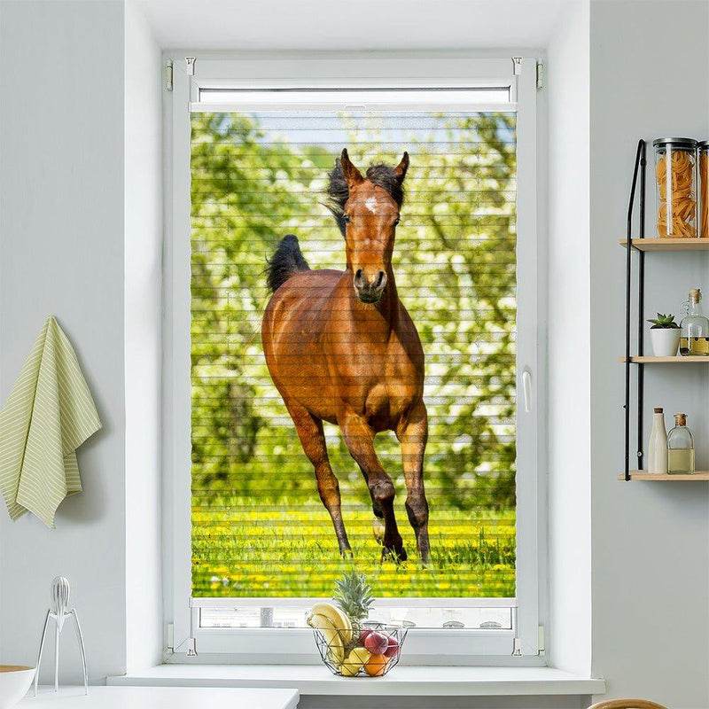 Plissee Motiv "Araber Fohlen"